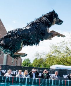 300-conzentrat-duesseldorf-dogdiving-tiershooting-hund-und-katz